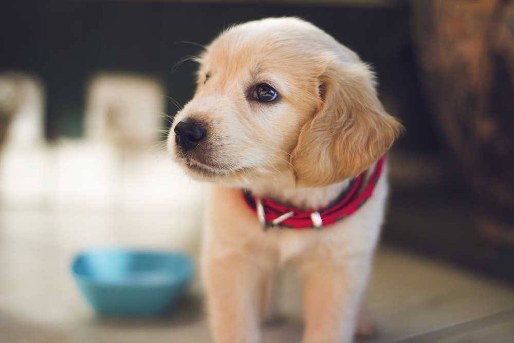 pet health insurance Jamesport, NY